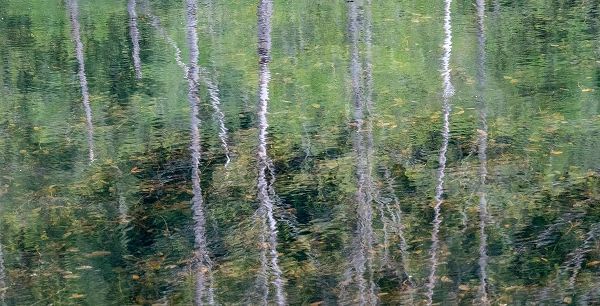 Gulin, Sylvia 아티스트의 USA-Washington State-Old Cascade Highway off of Highway 2 and pond reflecting alder trees작품입니다.